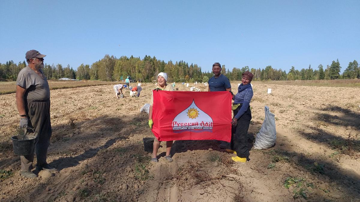 Сбор картошки в "Наукодеревне" - славные традиции на Можайской земле 