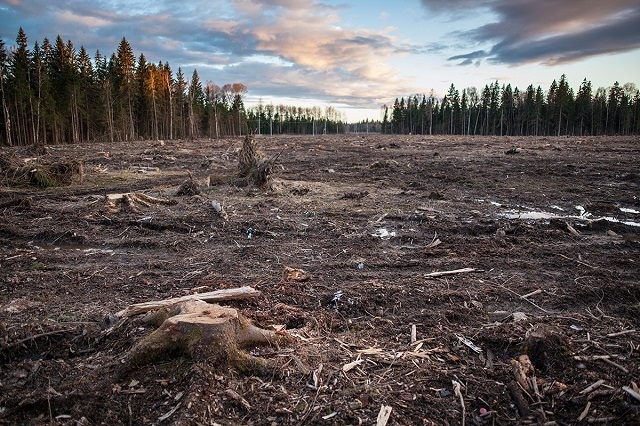 Будущее России – без леса?